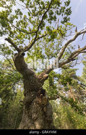 Der Troll 1000-jährigen Eiche auf der Insel Öland, Schweden, im Naturschutzgebiet In Böda Stockfoto