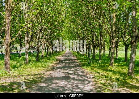 Baille-Maille Kalk Avenue Ansichten von Ost nach West Stockfoto