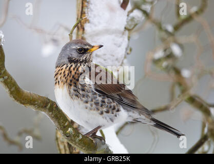 Wacholderdrossel (Turdis Pilaris) auf einem Ast im Schnee, Sussex Stockfoto