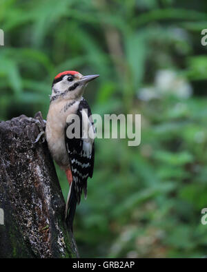 Eine juvenile Buntspecht, auch bekannt als größere Spotted Woodpecker oder einfach Specht, auf einem Baumstumpf Stockfoto