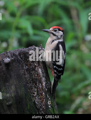 Eine juvenile Buntspecht, auch bekannt als größere Spotted Woodpecker oder einfach Specht, auf einem Baumstumpf Stockfoto
