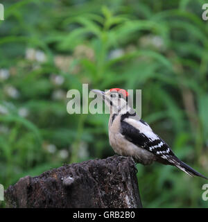 Eine juvenile Buntspecht, auch bekannt als größere Spotted Woodpecker oder einfach Specht, auf einem Baumstumpf Stockfoto