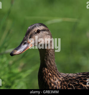 Weibliche Stockente Nahaufnahme Stockfoto