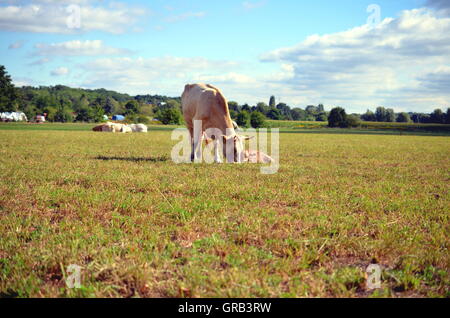 weiße Kuh mit Kalb auf der Wiese im Sommer Stockfoto