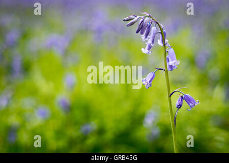 Bluebell Blume oder Scilla nicht-scripta auf unscharf Wiese Hintergrund im Killarney National Park, County Kerry, Irland Stockfoto