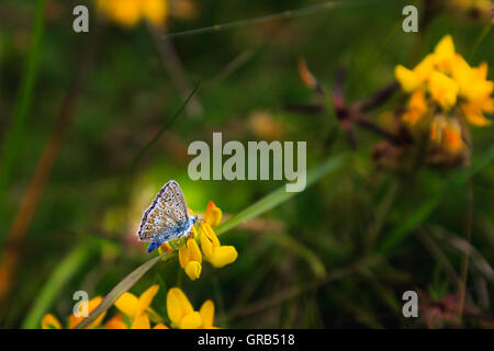 Silberne Nieten blaue Schmetterling auf Cornish Coast, England, Vereinigtes Königreich Stockfoto