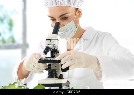 Biotechnologe untersuchen Proben des Werks unter Mikroskop Stockfoto