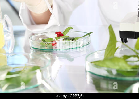 Ingenieur Biotechnologe bei der Arbeit. Stockfoto