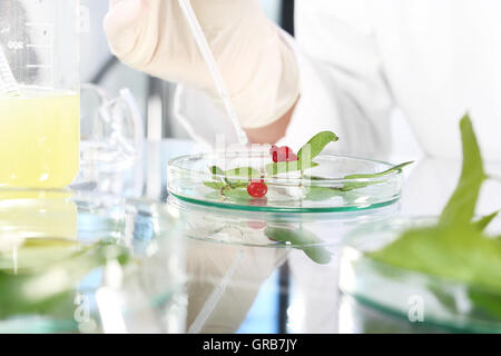 Biotechnologe untersuchen die pflanzlichen Proben im Labor Stockfoto