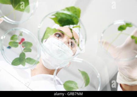 Gentechnisch veränderte Pflanzen. Stockfoto