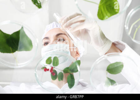 Biotechnologe untersuchen die pflanzlichen Proben im Labor Stockfoto