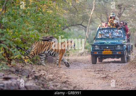 Queen Sie-Tiger Ranthambhore Machali T-16 zu Fuß und der ausländischen Touristen in der Safari. Stockfoto