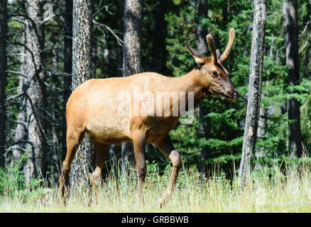 Wald mit jungen Rocky Mountain Elk in der Wildnis, in der Nähe von Lake Louise, Banff National Park, Alberta, Kanada, Nordamerika. Stockfoto