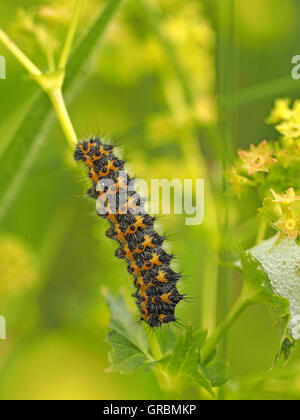 Frühe Instar Larve oder Raupe des Kaisers Moth (Saturnia Pavonia) ernähren sich von Lady's Labkraut (Galium Verum) mit Cuckoo spit Stockfoto