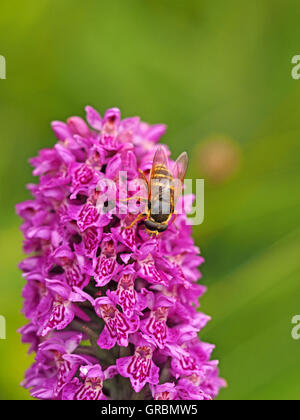 hoverfly (Sericomyia silentis) auf lila blühender NordmarschOrchidee (Dactylorhiza purpurella) mit grünem Graslandgrund Stockfoto