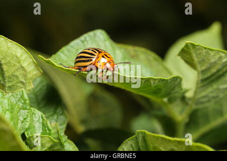 Colorado Kartoffelkäfer frisst eine Kartoffel Blätter Stockfoto