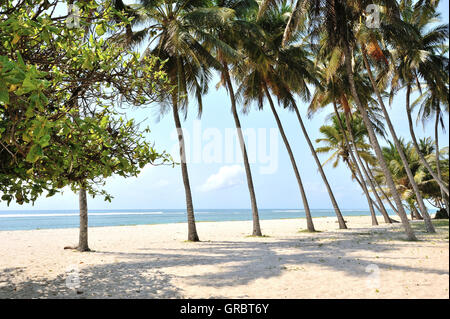 Verträumten Strand Palmen gesäumten Stockfoto