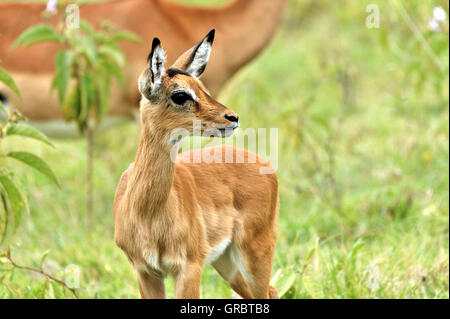 Kitz einer Impala-Antilope Stockfoto