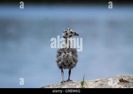 Die gemeinsame Gull Cub. Stockfoto