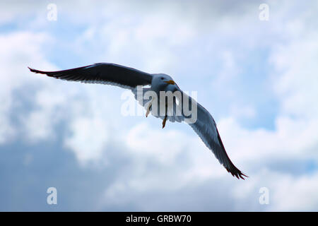 Den majestätischen Flug der Möwen weniger schwarz gesichert. Stockfoto