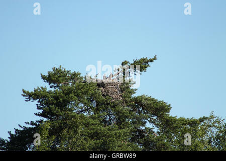 Fischadlernest. Des Fischadler Nest mit zwei jungen oben drauf. Stockfoto