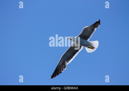 Den majestätischen Flug der Möwen weniger schwarz gesichert. Stockfoto