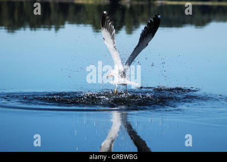 Diese weniger Black-backed Gull hat einen Fisch an einem ruhigen Tag erwischt. Stockfoto