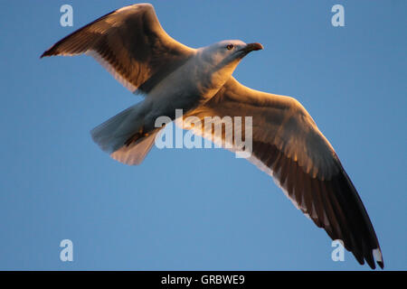 Den majestätischen Flug der Möwen weniger schwarz gesichert. Stockfoto