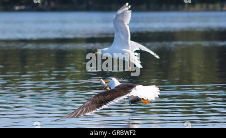 Die weniger Black-backed Gull ist Schwitzen, weil es viel Mühe für die Beute sah Stockfoto