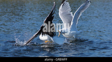 Möwe-Kampf. Diese Möwen nicht wie jeder andere und haben einen harten Kampf Stockfoto