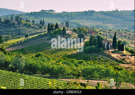 Häuser In die Landschaft der Hügel mit Zypressen und Wein In der Toskana in weiches Licht, Toskana, Italien Stockfoto