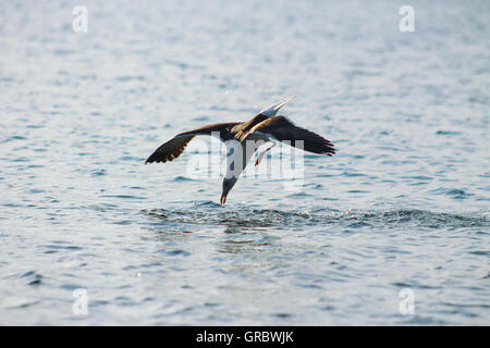 Die weniger Black-backed Gull Tauchen. Stockfoto