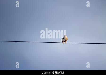 Turmfalke sitzt auf einem Stromkabel. Stockfoto