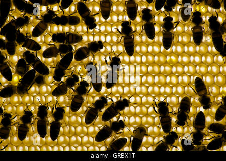 Bienen auf Honigwabe bei Gegenlicht Stockfoto