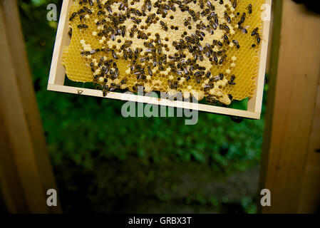 Rahmen mit Honecomb und krabbeln Arbeit Bienen, Zellen teilweise begrenzt, In der wieder grüne Vegetation Stockfoto
