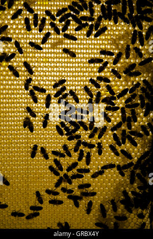 Bienen auf Honigwabe bei Gegenlicht Stockfoto