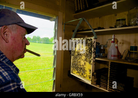 Imker Waben mit Bienen im Hintergrund Wiese und Bäumen Inspektion Stockfoto