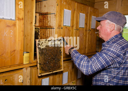 Imker Rahmen mit Waben und Bienen Arbeit vom Bienenstock zu entfernen Stockfoto