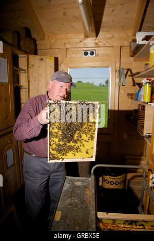 Imker Waben mit Bienen im Hintergrund Wiese und Bäumen Inspektion Stockfoto