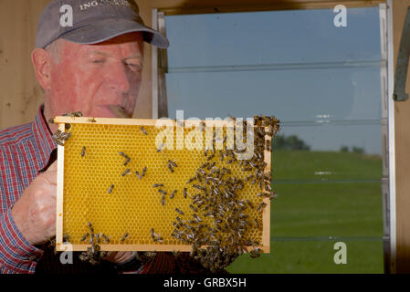 Imker Waben mit Bienen im Hintergrund Wiese und Bäumen Inspektion Stockfoto