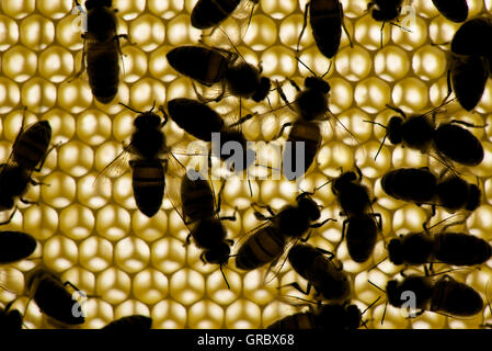 Bienen auf Honigwabe bei Gegenlicht Stockfoto