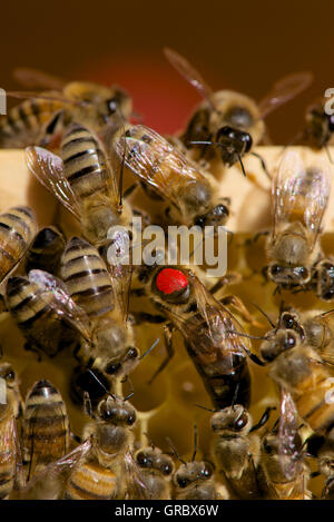 Rot markierte Bienenkönigin umgeben von Arbeitnehmern auf Waben Stockfoto