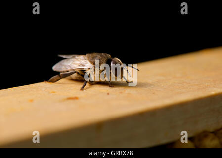 Honigbiene auf Holzrahmen Stockfoto