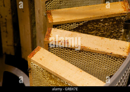 Waben mit nicht begrenzten Zellen In Honeyextractor Stockfoto