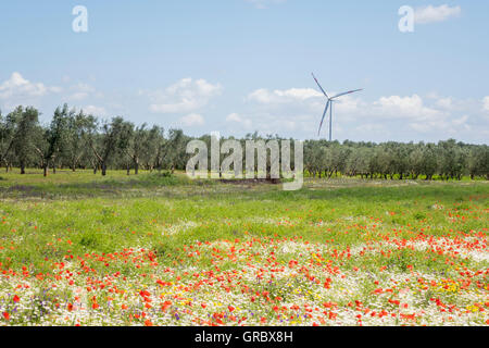 Bunte rauhe Weide In den Vordergrund, Olivenbäume und Windrad im Hintergrund, blauer Himmel, weiße Wolken, Apulien, Italien Stockfoto