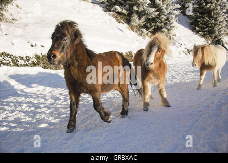 Islandpferden und Shetlandponys auf verschneiten Pfad im Wallis, im Hintergrund schneebedeckter buschigen Needlewood Stockfoto