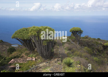 Drachenbäumen der Kanarischen Inseln im Nordwesten von La Palma, im Hintergrund blauer Himmel, Wolken und den Atlantischen Ozean Stockfoto