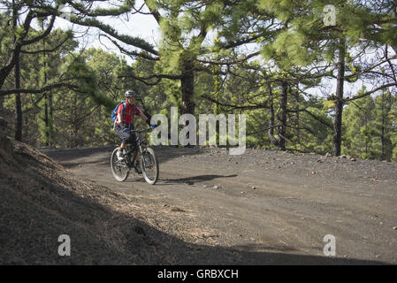 Weibliche Mountainbiker In ein rotes Hemd Biken In einem kanarischen Kiefernwald auf einen natürlichen Weg Stockfoto