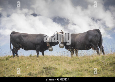 Weiden Sie 2 Kühe, Eringer Rasse, auf einem Berg im Wallis, Fetzen von Wolken und Berge im Hintergrund Stockfoto