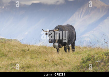 Kuh, Eringer Rasse auf einer Alm im Wallis, Berge im Hintergrund Stockfoto